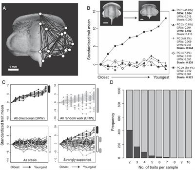 Norms of evidence in the classification of living fossils